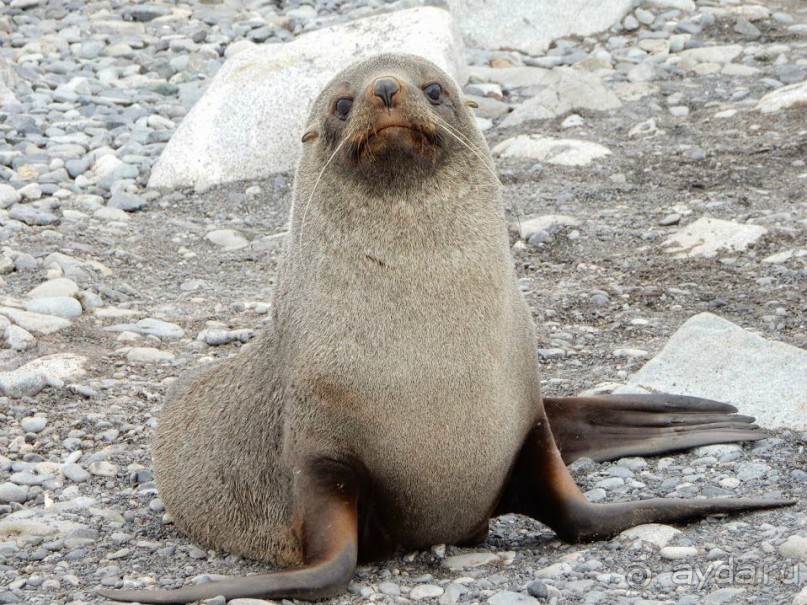 Русские в Антарктиде 