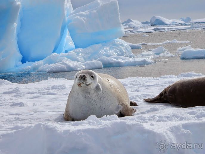 Русские в Антарктиде 
