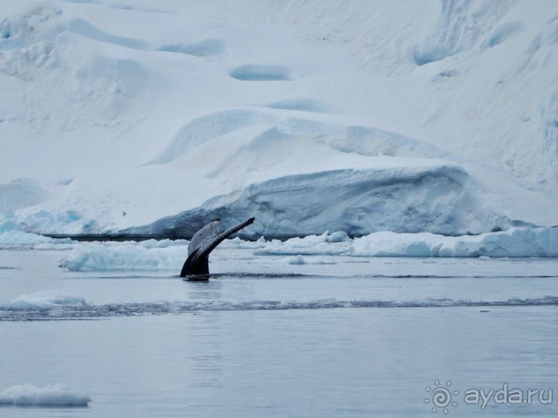 Русские в Антарктиде 