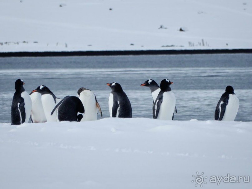 Русские в Антарктиде 