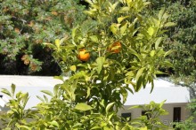 фото Poseidon Resort