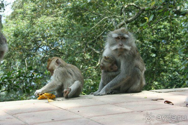 Чудеса острова Бали или как быстро собрать чемоданы на встречу со сказкой
