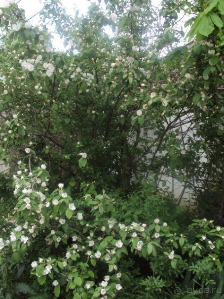 ДЕСЯТАЯ. ПОДЗАБОРНАЯ.