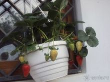 ДЕСЯТАЯ. ПОДЗАБОРНАЯ.