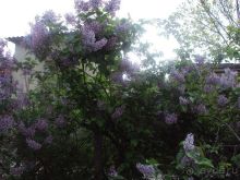 ДЕСЯТАЯ. ПОДЗАБОРНАЯ.