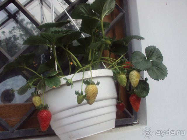 ДЕСЯТАЯ. ПОДЗАБОРНАЯ.