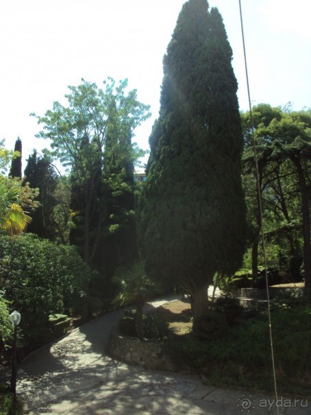 любимый кипарис пушкина в гурзуфе