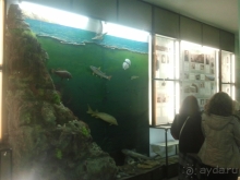 фото Алые паруса