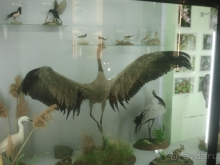 фото Алые паруса