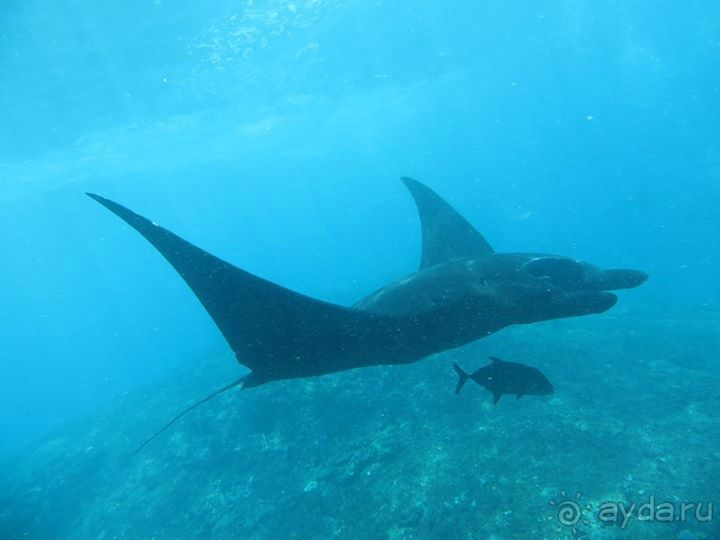 Дайвинг на Нуса Пенида (Manta point)