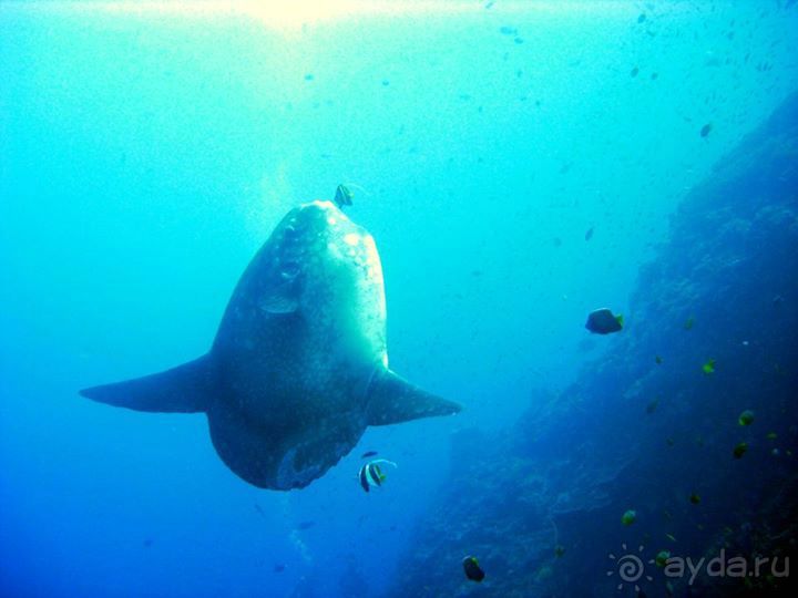 Дайвинг на Нуса Пенида (Manta point)