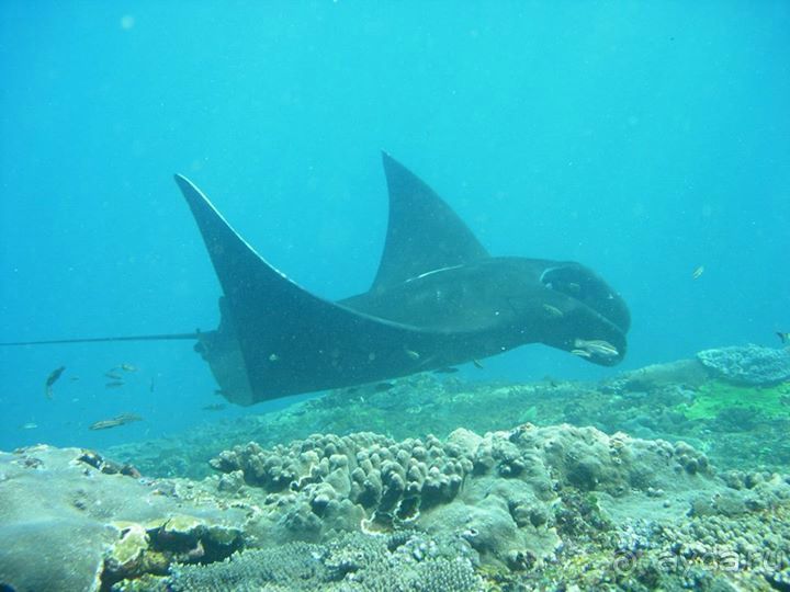 Дайвинг на Нуса Пенида (Manta point)