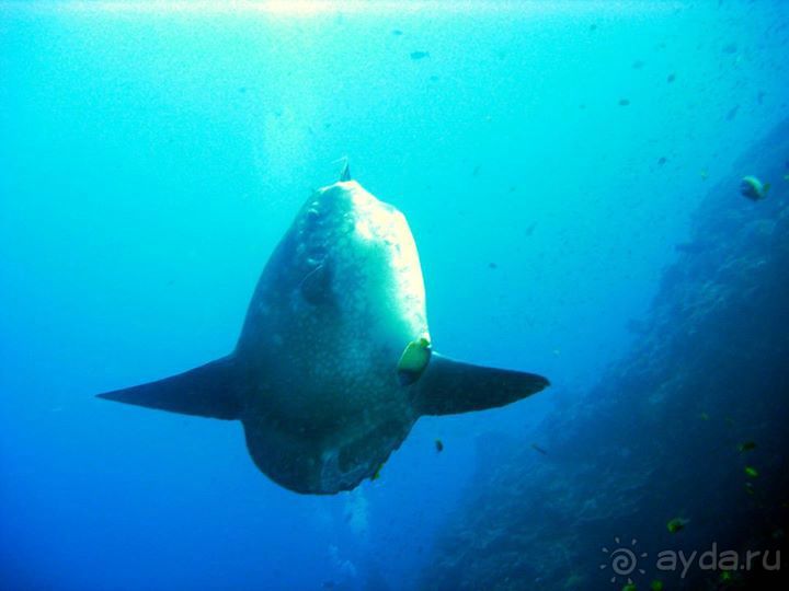 Дайвинг на Нуса Пенида (Manta point)