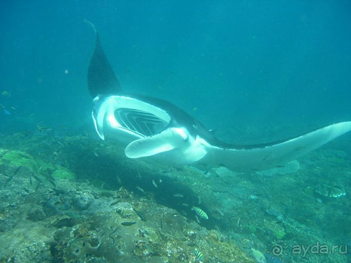 Дайвинг на Нуса Пенида (Manta point)