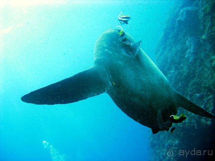 Дайвинг на Нуса Пенида (Manta point)