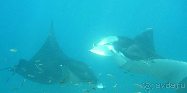 Дайвинг на Нуса Пенида (Manta point)