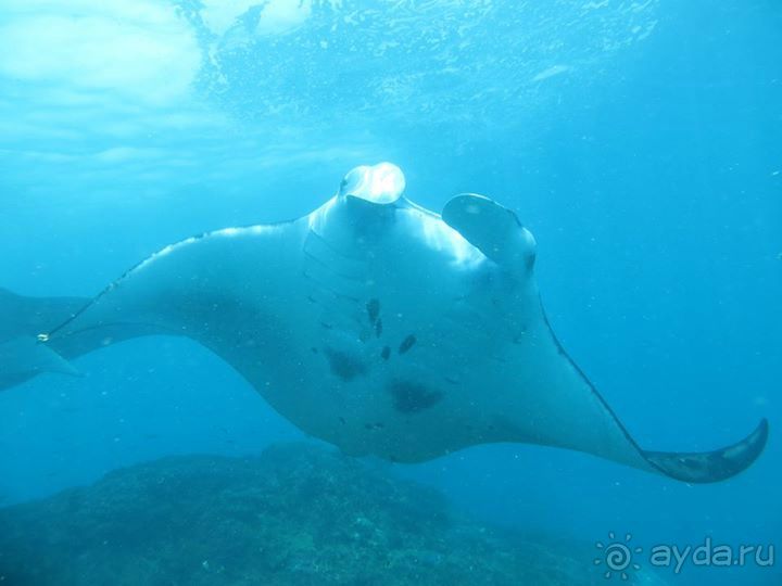 Дайвинг на Нуса Пенида (Manta point)