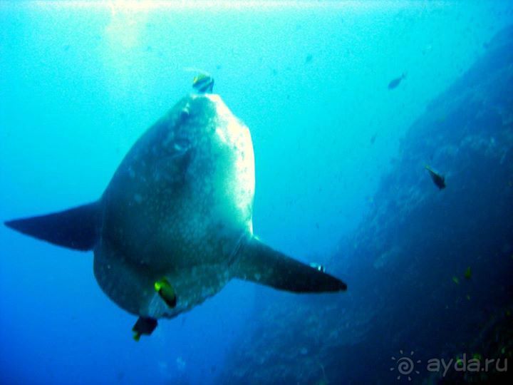 Дайвинг на Нуса Пенида (Manta point)