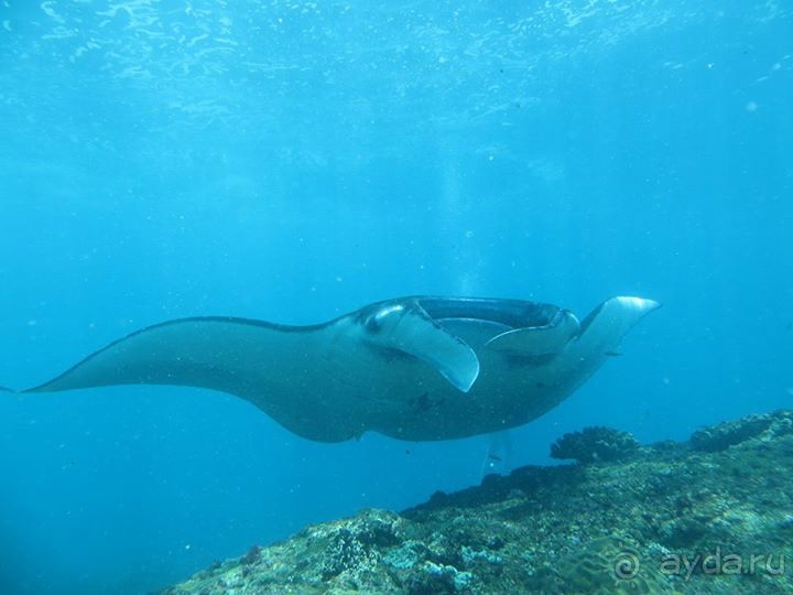 Дайвинг на Нуса Пенида (Manta point)