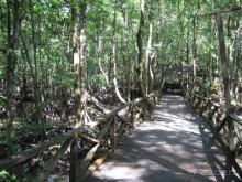 мангровый лес