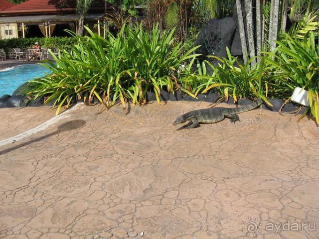 варан