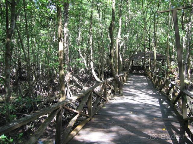 мангровый лес