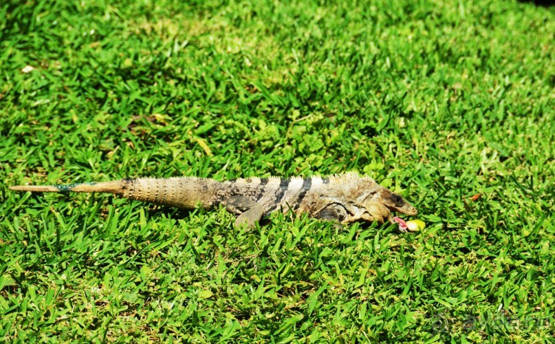 фото Kempinski Hotel Zografski Sofia