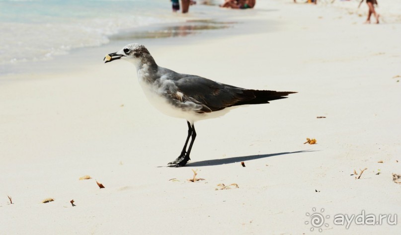 фото Kempinski Hotel Zografski Sofia