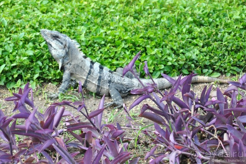НГ в Мексике... после конца света