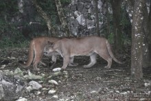 НГ в Мексике... после конца света