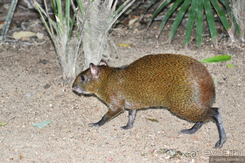 НГ в Мексике... после конца света