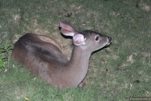 НГ в Мексике... после конца света