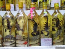 Хайван ведет в Хойан