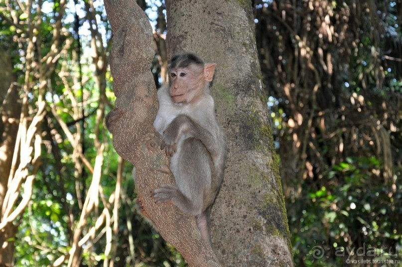 ГОА уже не тот
