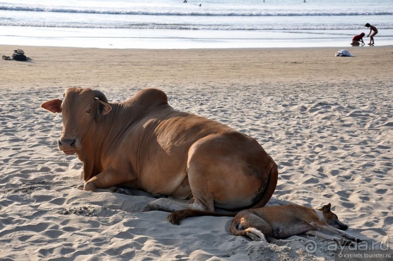 ГОА уже не тот