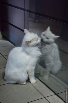 Предновогодний Питер глазами москвича