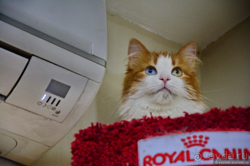 Предновогодний Питер глазами москвича