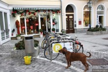 Альбом отзыва "Венский лес без сказок"