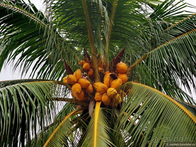 Что у ланкийца под саронгом?