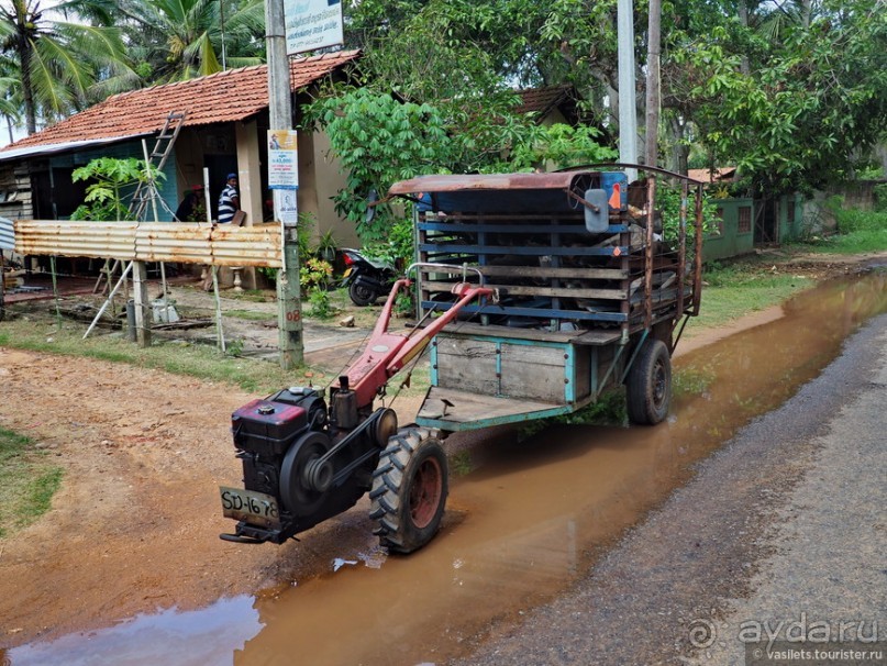 Что у ланкийца под саронгом?