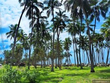 Что у ланкийца под саронгом?