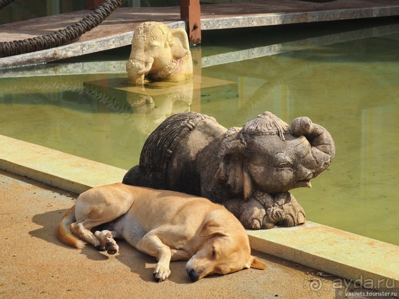 Что у ланкийца под саронгом?