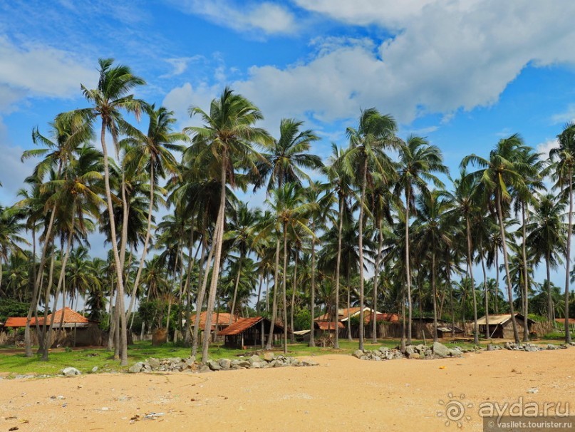 Что у ланкийца под саронгом?