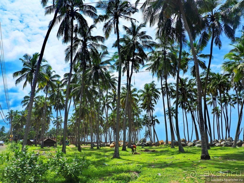 Что у ланкийца под саронгом?