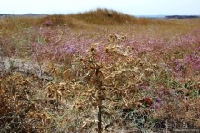 Альбом отзыва "Мой детский Крым и холера"