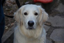 Неоготика в Быково