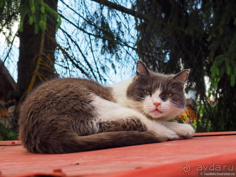 Квест-фотобродилка по Смоленску с ребенком