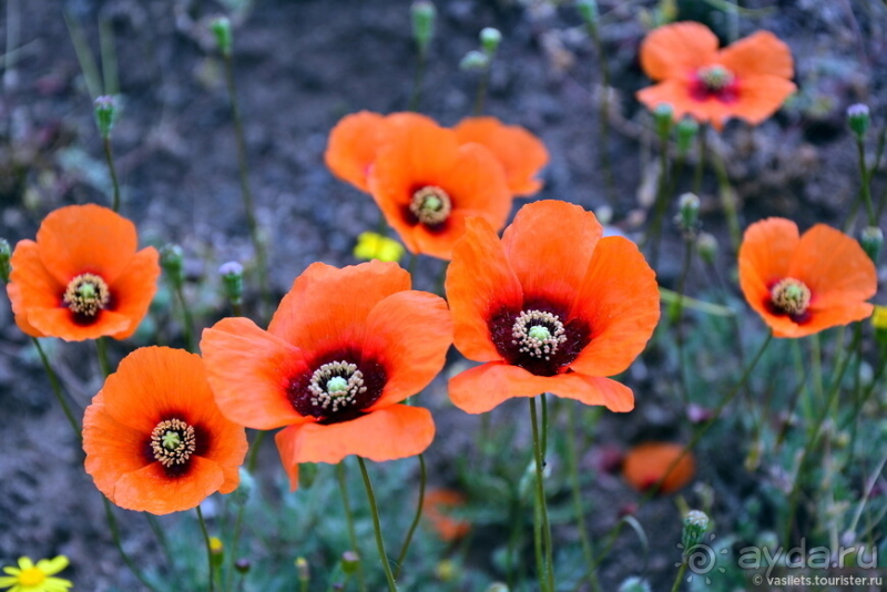 Долгий путь в Персию