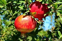 «Хлопковое» чудо в камне — Памуккале