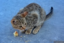 «Хлопковое» чудо в камне — Памуккале